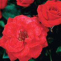 Mini Rose Sunblaze<sup>®</sup> Cherry