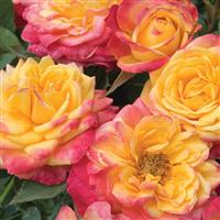 Mini Rose Sunblaze<sup>®</sup> Rainbow