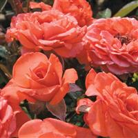 Mini Rose Sunblaze<sup>®</sup> Salmon
