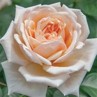 Hybrid Tea Rose Apricots n' Cream™