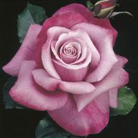 Hybrid Tea Rose Barbara Streisand