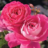 Hybrid Tea Rose Baronne De Rothschild
