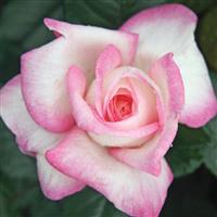 Hybrid Tea Rose Best Kept Secret™