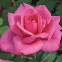 Hybrid Tea Rose Big Momma™