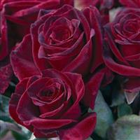 Hybrid Tea Rose Black Baccara<sup>®</sup>