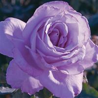 Hybrid Tea Rose Blue Girl