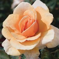 Hybrid Tea Rose Brandy™