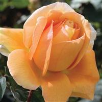 Hybrid Tea Rose Bronze Star™