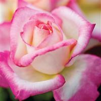 Hybrid Tea Rose California Dreamin'™
