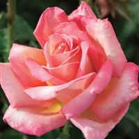 Hybrid Tea Rose Chicago Peace
