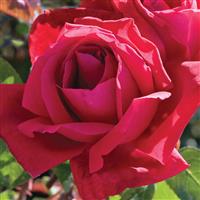 Hybrid Tea Rose Chrysler Imperial