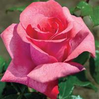 Hybrid Tea Rose Cinnamon Dolce™