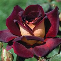Hybrid Tea Rose Dark Night™
