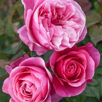 Hybrid Tea Rose Dee-Lish<sup>®</sup>