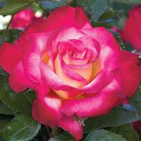 Hybrid Tea Rose Dick Clark™