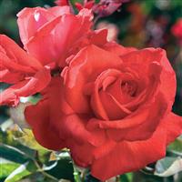 Hybrid Tea Rose Dolly Parton