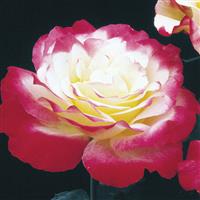 Hybrid Tea Rose Double Delight™