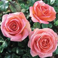 Hybrid Tea Rose Elle<sup>®</sup>