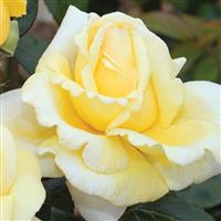 Hybrid Tea Rose Eternal Flame™
