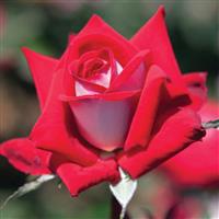 Hybrid Tea Rose Fire 'n' Ice™