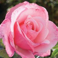 Hybrid Tea Rose First Prize