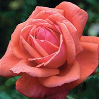 Hybrid Tea Rose Fragrant Cloud