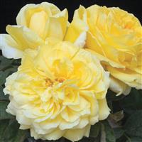 Hybrid Tea Rose Gina Lollobrigida
