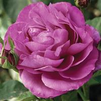 Hybrid Tea Rose Heirloom