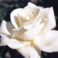 Hybrid Tea Rose Honor™