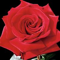 Hybrid Tea Rose Ingrid Bergman