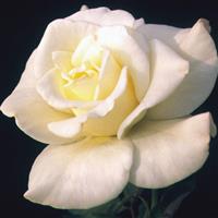 Hybrid Tea Rose John F. Kennedy