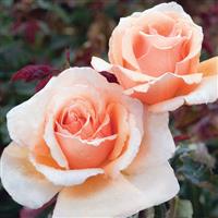 Hybrid Tea Rose Just Joey