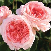 Hybrid Tea Rose Liv Tyler™