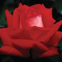 Hybrid Tea Rose Love