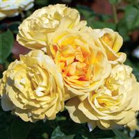Hybrid Tea Rose Michelangelo™