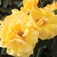 Hybrid Tea Rose Midas Touch™