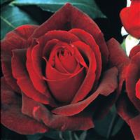 Hybrid Tea Rose Mister Lincoln