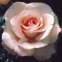 Hybrid Tea Rose New Zealand