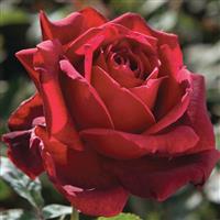 Hybrid Tea Rose Oklahoma