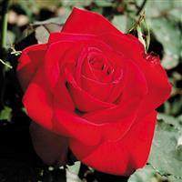 Hybrid Tea Rose Olympiad™