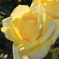 Hybrid Tea Rose Oregold