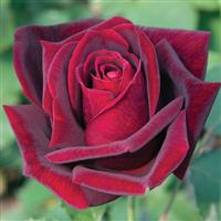Hybrid Tea Rose Papa Meilland