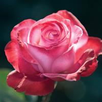 Hybrid Tea Rose Paradise Found™