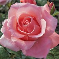 Hybrid Tea Rose Paris d'Yves St. Laurent™