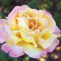 Hybrid Tea Rose Peace