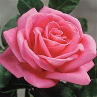 Hybrid Tea Rose Peter Mayle™