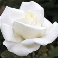 Hybrid Tea Rose Queen Mary 2™