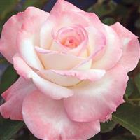 Hybrid Tea Rose Secret™