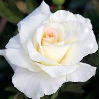 Hybrid Tea Rose Secret's Out!™