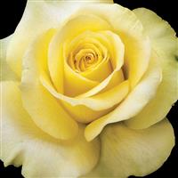 Hybrid Tea Rose St. Patrick™